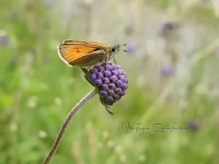 Geelsprietdikkopje [Thymelicus sylvestris]